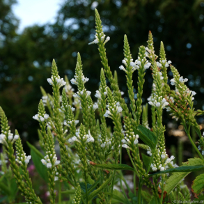 Verbena hastata White Spires - Spyd-Jernurt