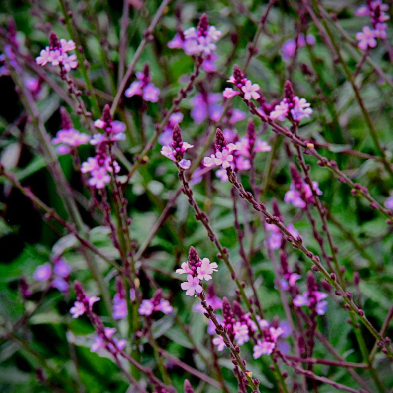Verbena officinalis Bampton - Lge Jernurt