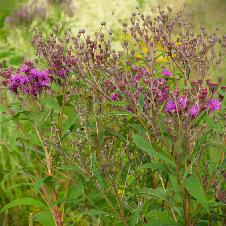 Vernonia crinita Betty Blindeman