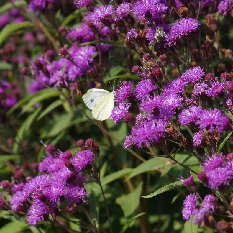 Vernonia crinita Mammuth - Vernonia