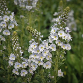 Veronica gentianoides  - Ensianbladet renpris