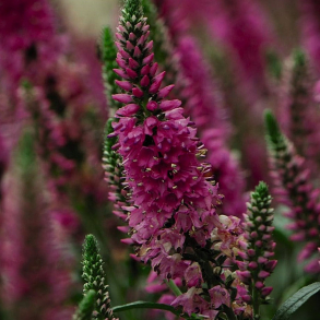 Veronica hybrida Bubblegum Candles - renpris