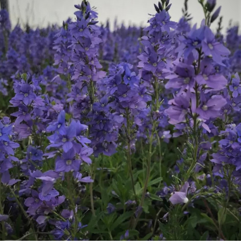 Veronica lapislazuli - Tppedannende renpris