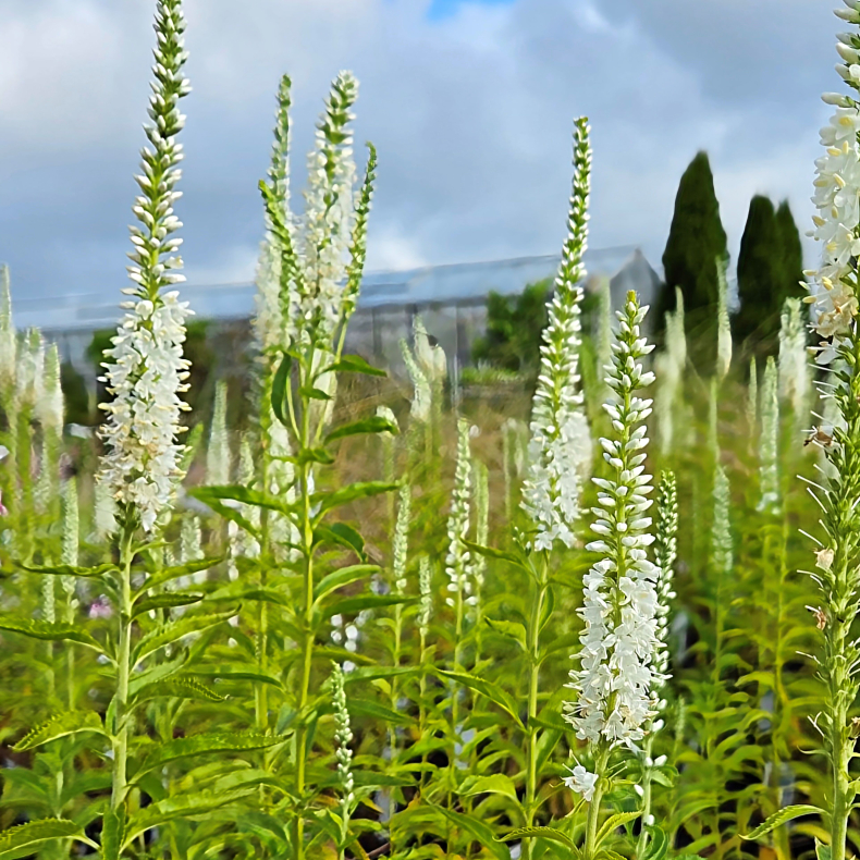 Veronica longifolia Antarctica - Langbladet renpris 1L