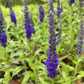 Veronica longifolia Blue Indigo - Langbladet renpris 1L