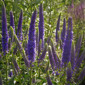 Veronica longifolia First Glory - Langbladet renpris