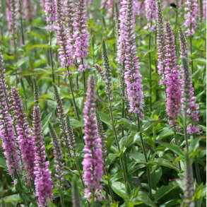 Veronica longifolia Pink Damask - Langbladet renpris 1L
