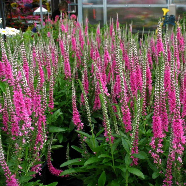 Veronica longifolia Pink Shades - Langbladet renpris 