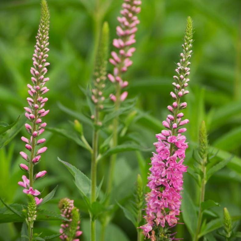 Veronica longifolia Rote Zora - Langbladet renpris