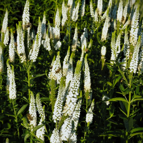 Veronica longifolia White Jolanda - Langbladet renpris
