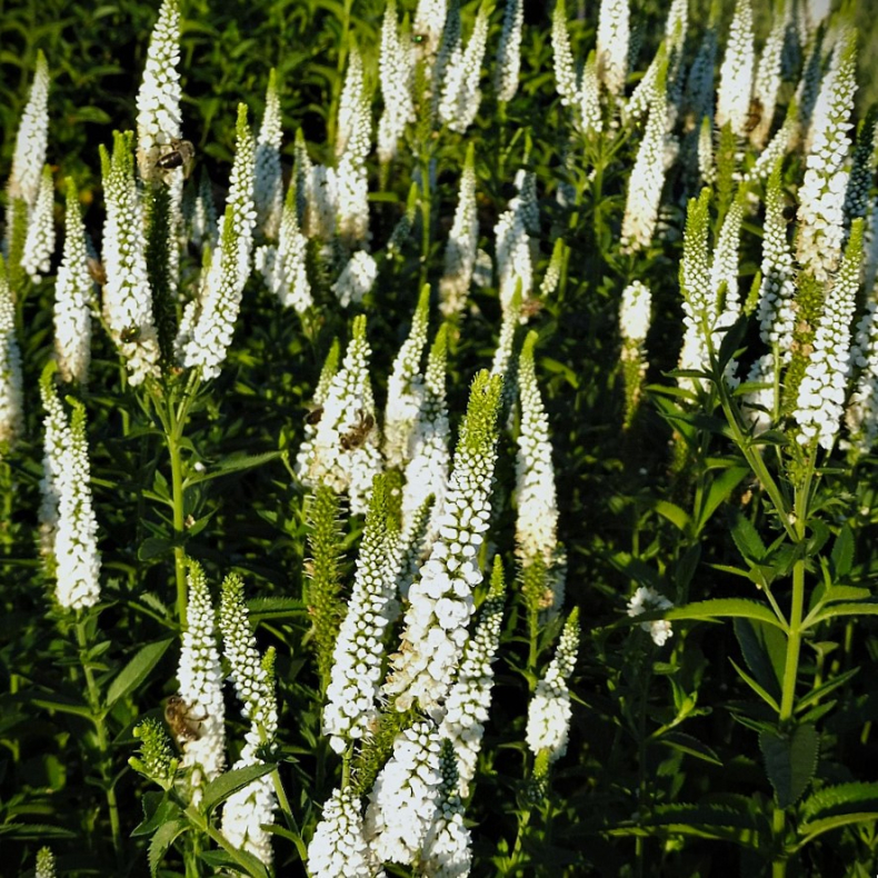 Veronica longifolia White Jolanda - Langbladet renpris