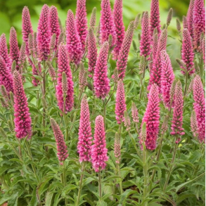 Veronica spicata Heidekind - Aks-renpris