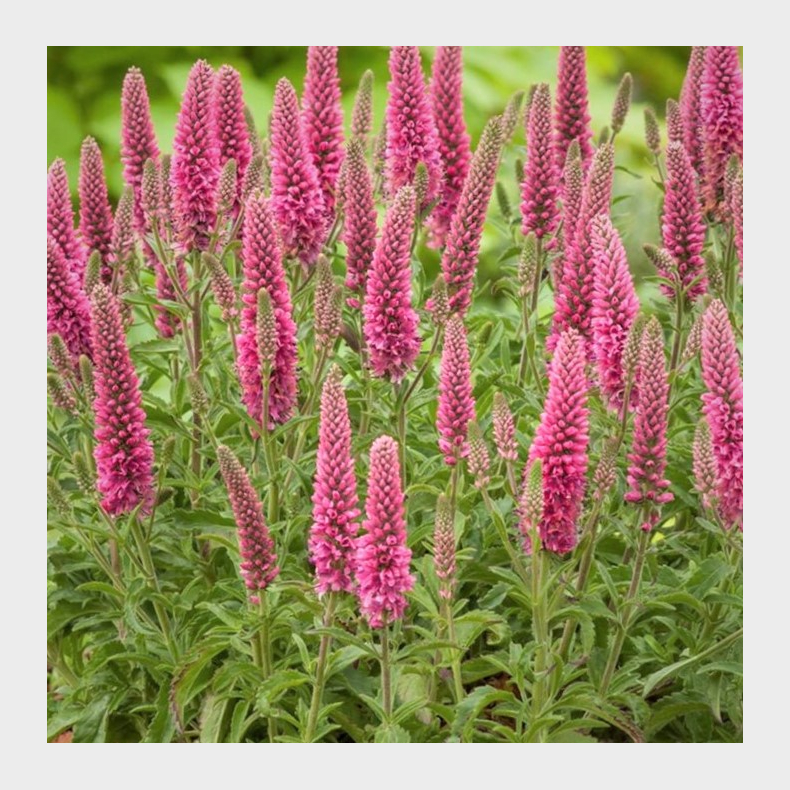 Veronica spicata Heidekind - Aks-renpris