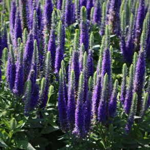 Veronica spicata Royal Candles Glory - Aks-renpris