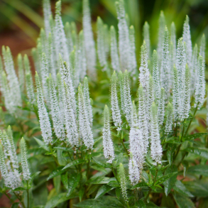 Veronica spicata Snow Candles - renpris
