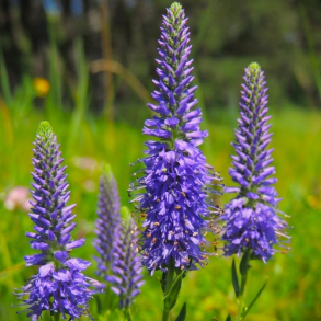 Veronica spicata - Aksrenpris