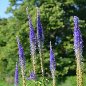 Veronicastrum sibiricum Manhattan Skyline - Virginsk renpris 