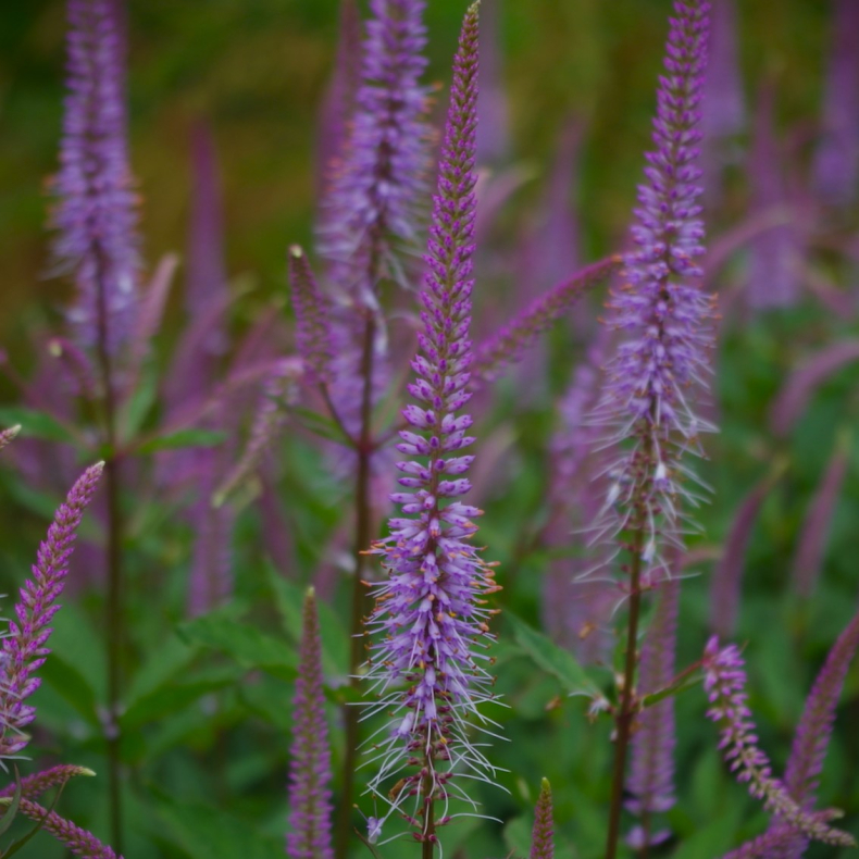Veronicastrum virginicum Adoration - Virginsk renpris
