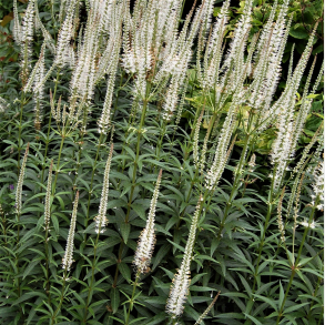 Veronicastrum virginicum Album - Virginsk renpris