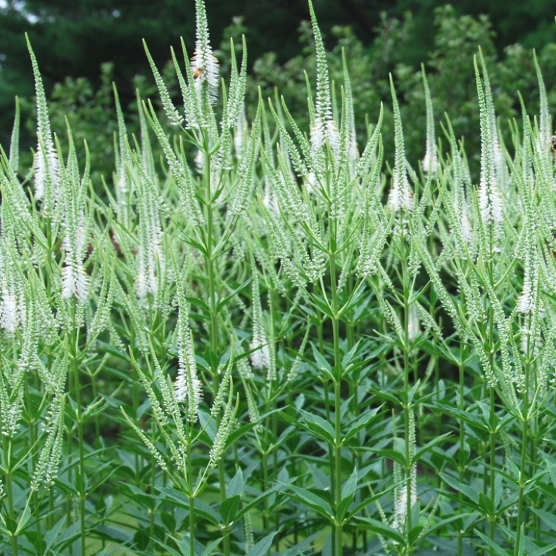 Veronicastrum virginicum Diana - Virginsk renpris