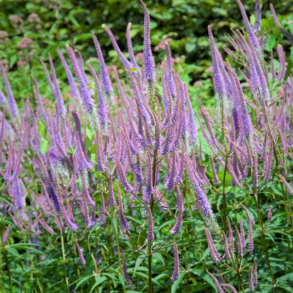 Veronicastrum virginicum Fascination - Virginsk renpris