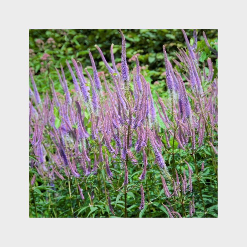 Veronicastrum virginicum Fascination - Virginsk renpris