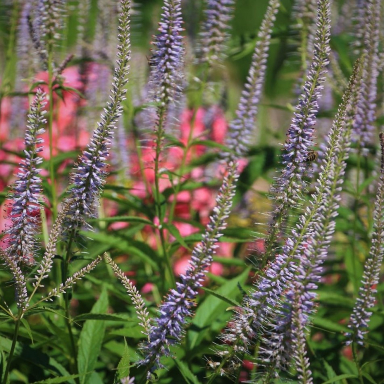 Veronicastrum virginicum Lavendelturm - Virginsk renpris 1L