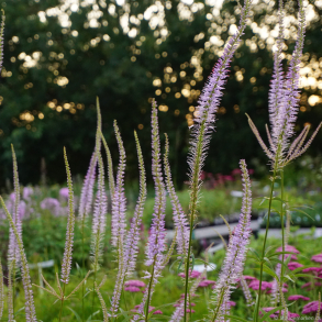 Veronicastrum virginicum Lavendelturm - Virginsk �renpris 1L