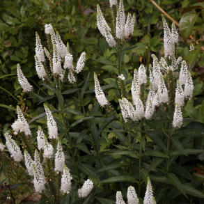 Veronicastrum virginicum White Apollo - Virginsk renpris