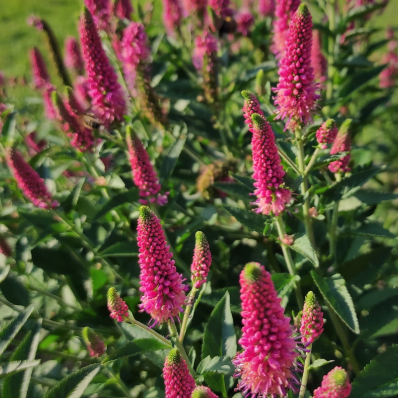 Veronica longifolia First Love - renpris