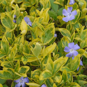 Vinca minor Aureovariegata - Liden singrn