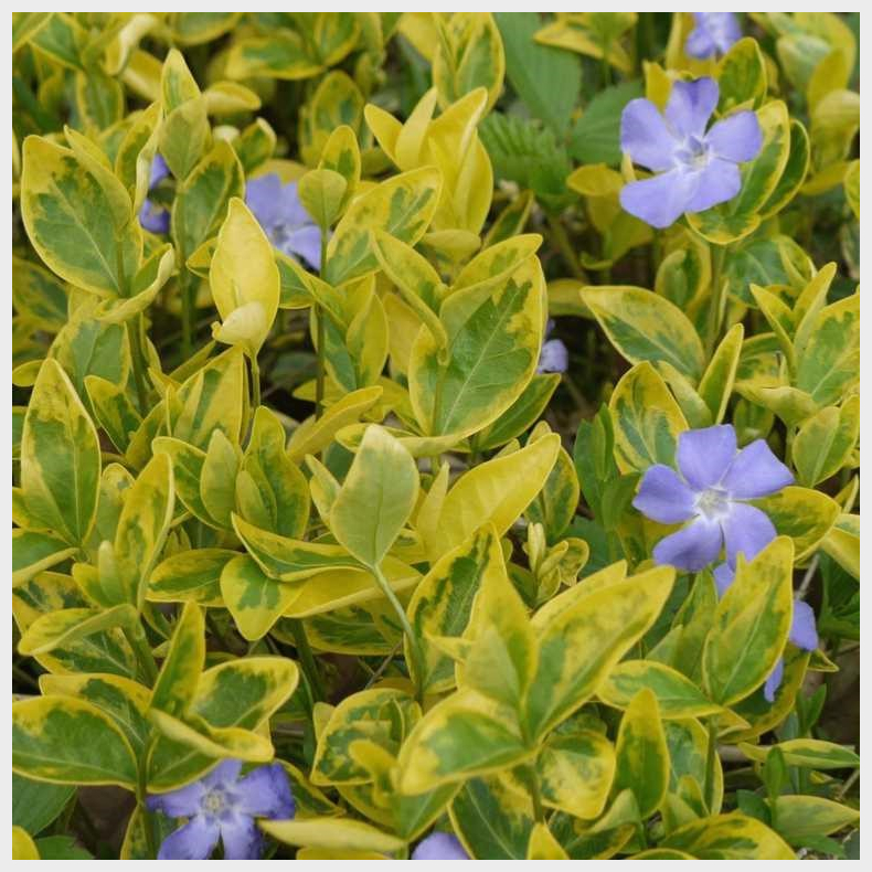 Vinca minor Aureovariegata - Liden singrn