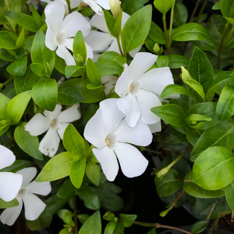 Vinca minor Gertrude Jekyll - Liden singrn