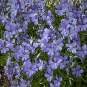 Viola cornuta Boughton Blue - Hornviol 