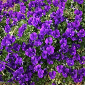 Viola cornuta Martin - Hornviol 