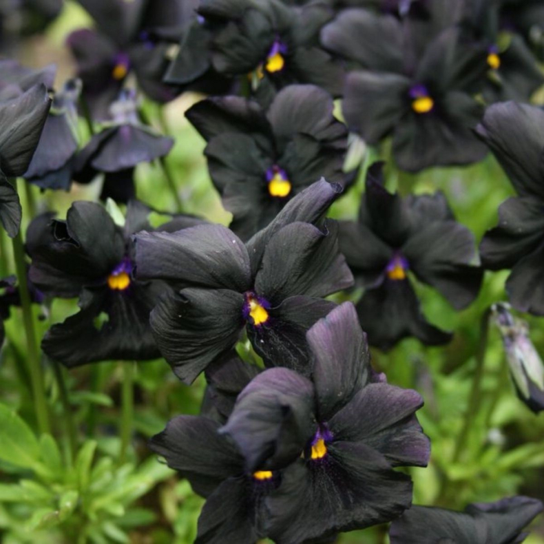 Viola cornuta Molly Sanderson - Hornviol 