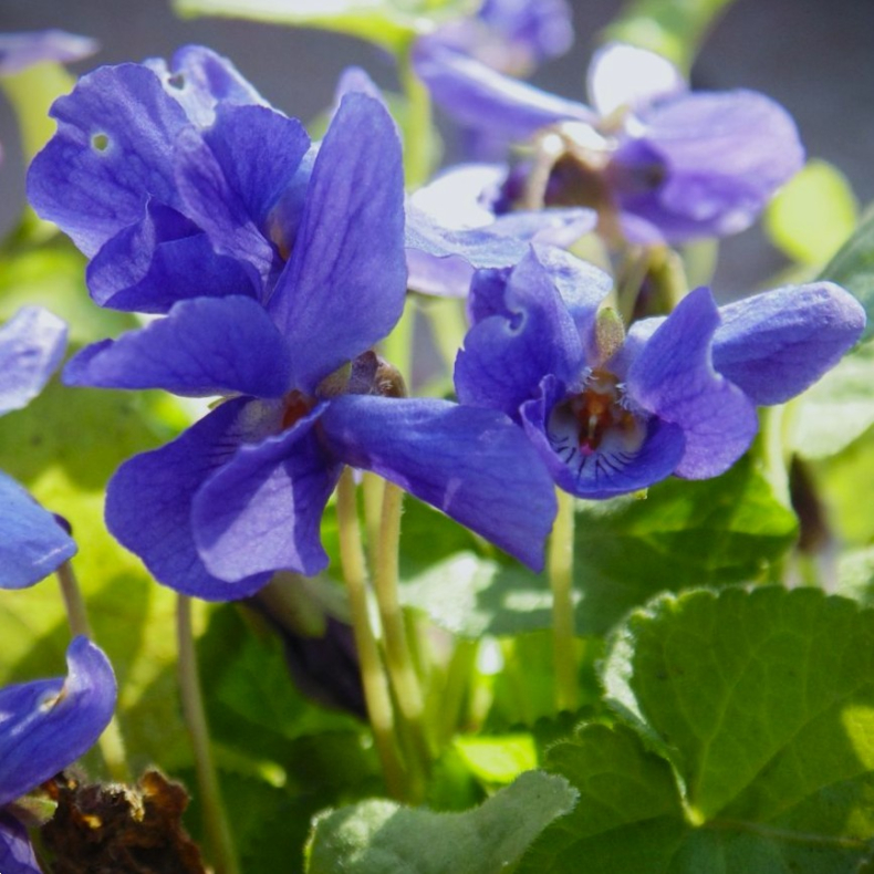 Viola odorata K�nigin Charlotte - Martsviol