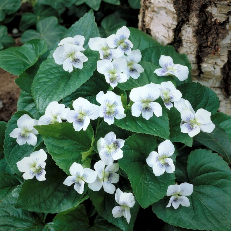 Viola sororia Albiflora - Pinseviol 