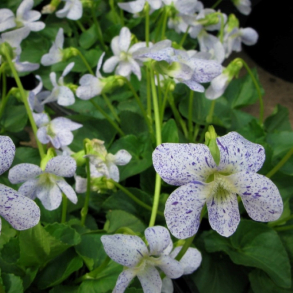 Viola sororia Freckles - Pinseviol
