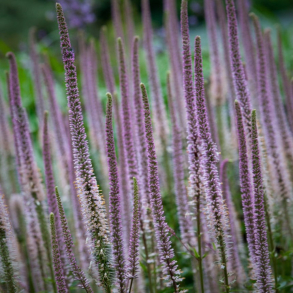 Veronicastrum virginicum Pink Glow - Virginsk renpris