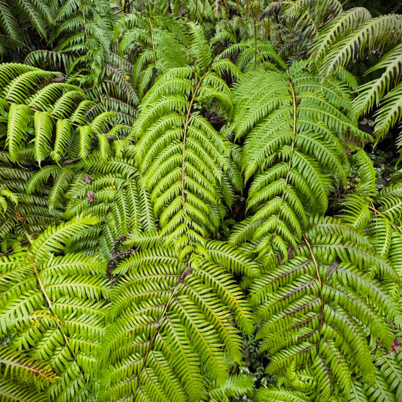 Woodwardia fimbriata - K�mpek�debregne