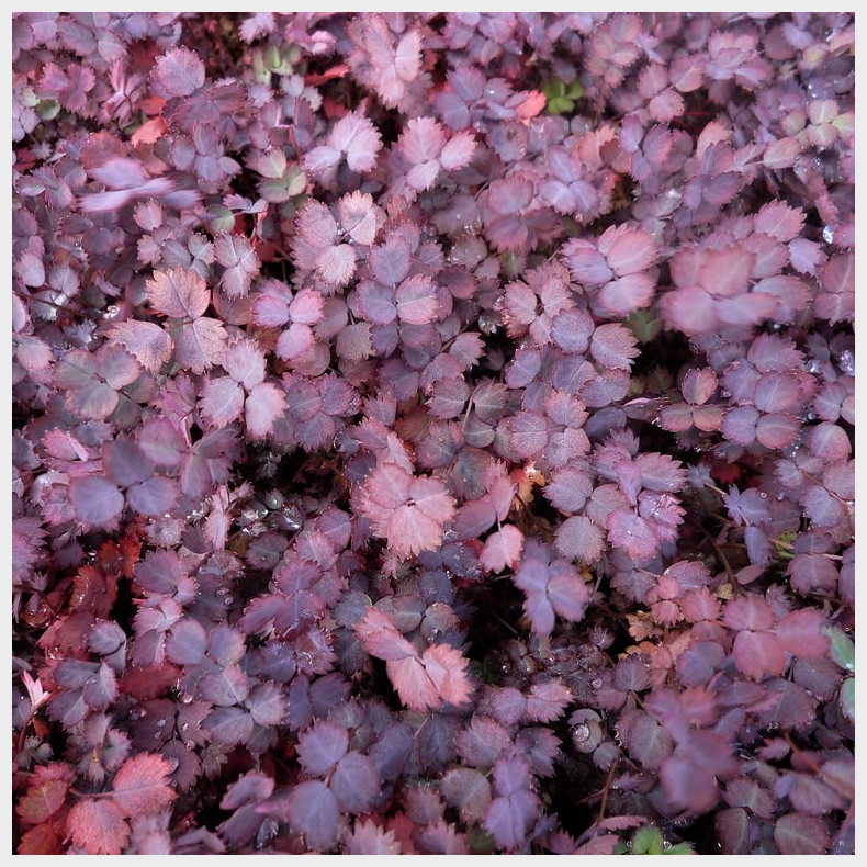 Acaena inermis Purpurea - Tornnd