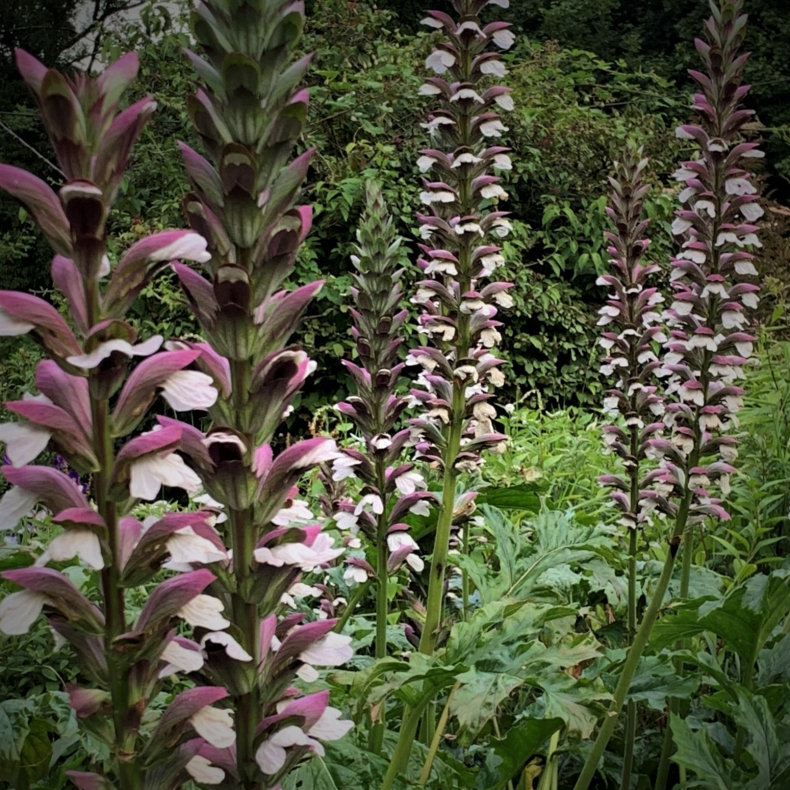 Acanthus mollis - Bjrnetidsel