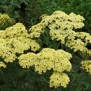 Achillea filipendulina Hella Glashoff - Pragtr�llike 1L