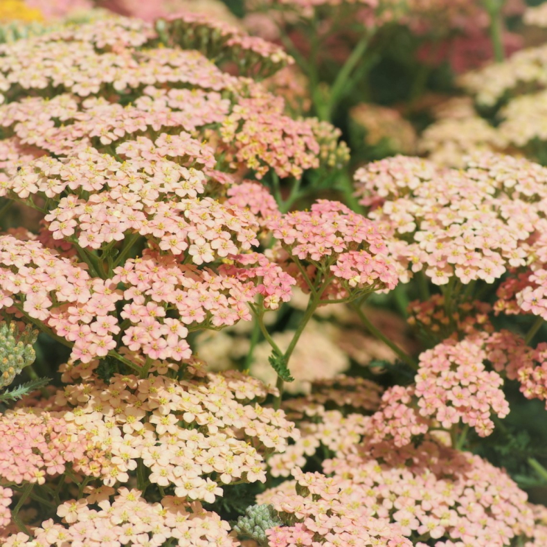 Achillea millefolium Lachssch�nheit - R�llike