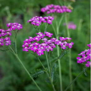 Achillea millefolium Lilac Beauty - R�llike 1L