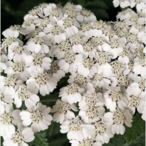 Achillea millefolium New Vintage White - R�llike