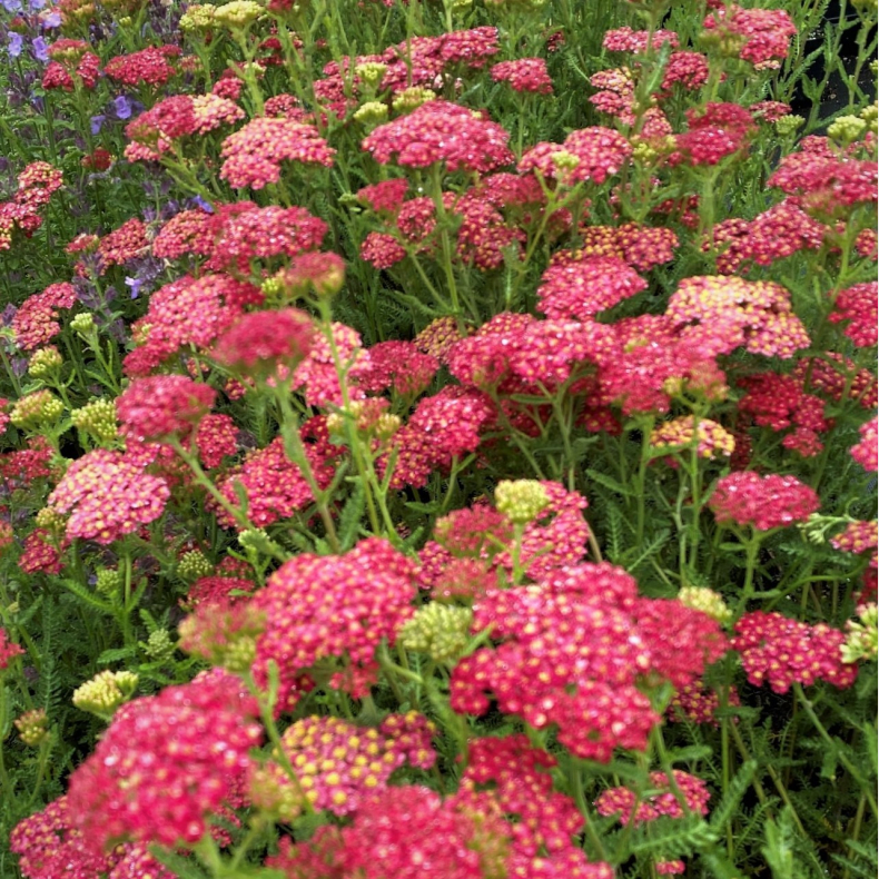 Achillea millefolium Paprika - Rllike