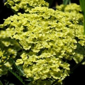 Achillea millefolium Sunny Seduction - R�llike