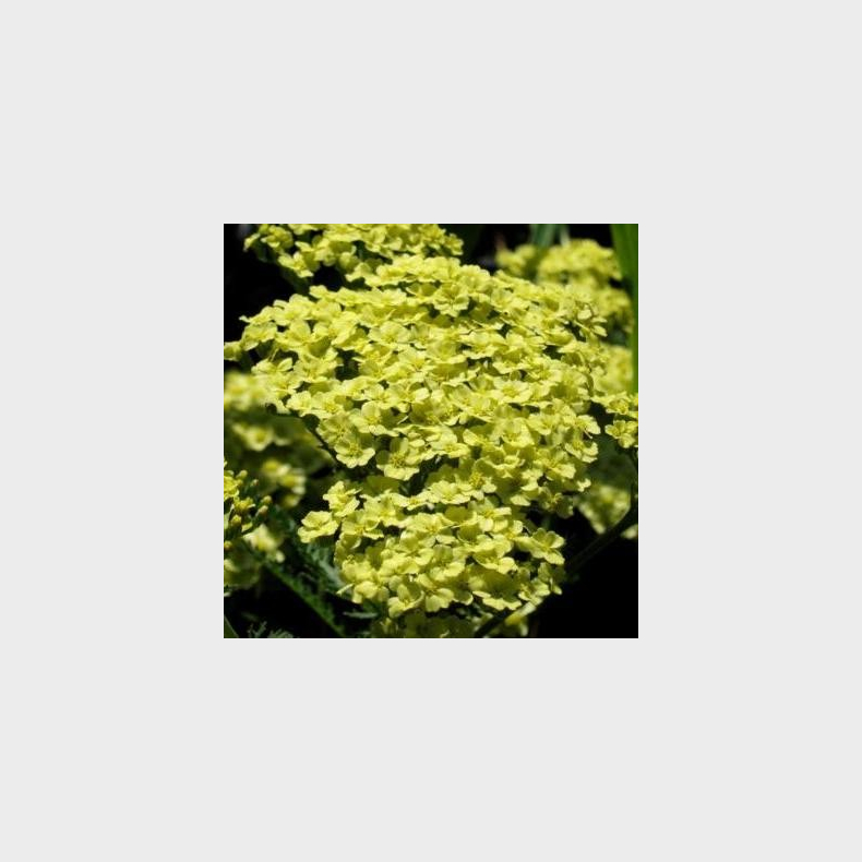 Achillea millefolium Sunny Seduction - R�llike